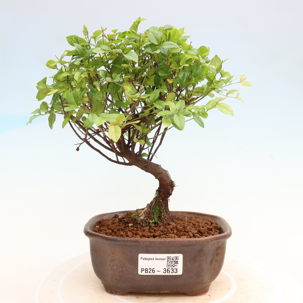Bonsaï de chambre - Sageretia thea - Sageretia thea