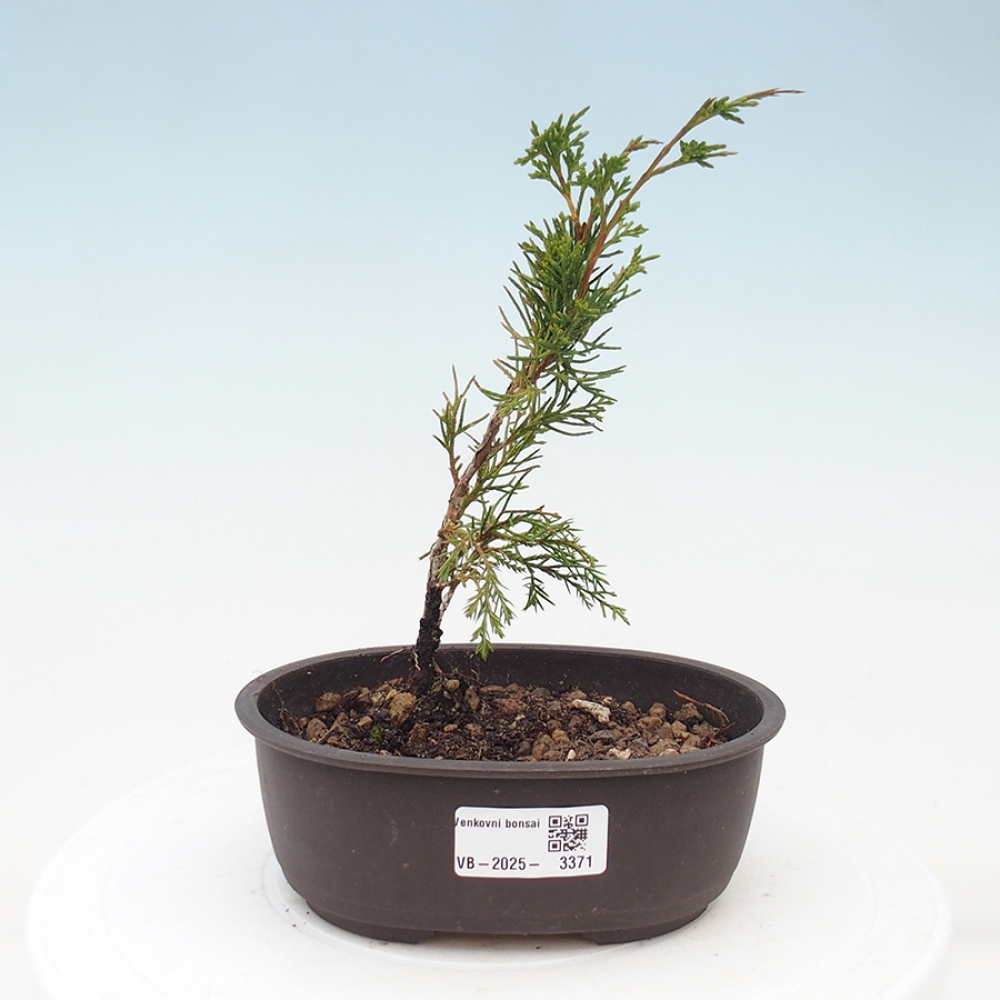 Bonsaï d'extérieur - Juniperus chinensis Itoigawa
