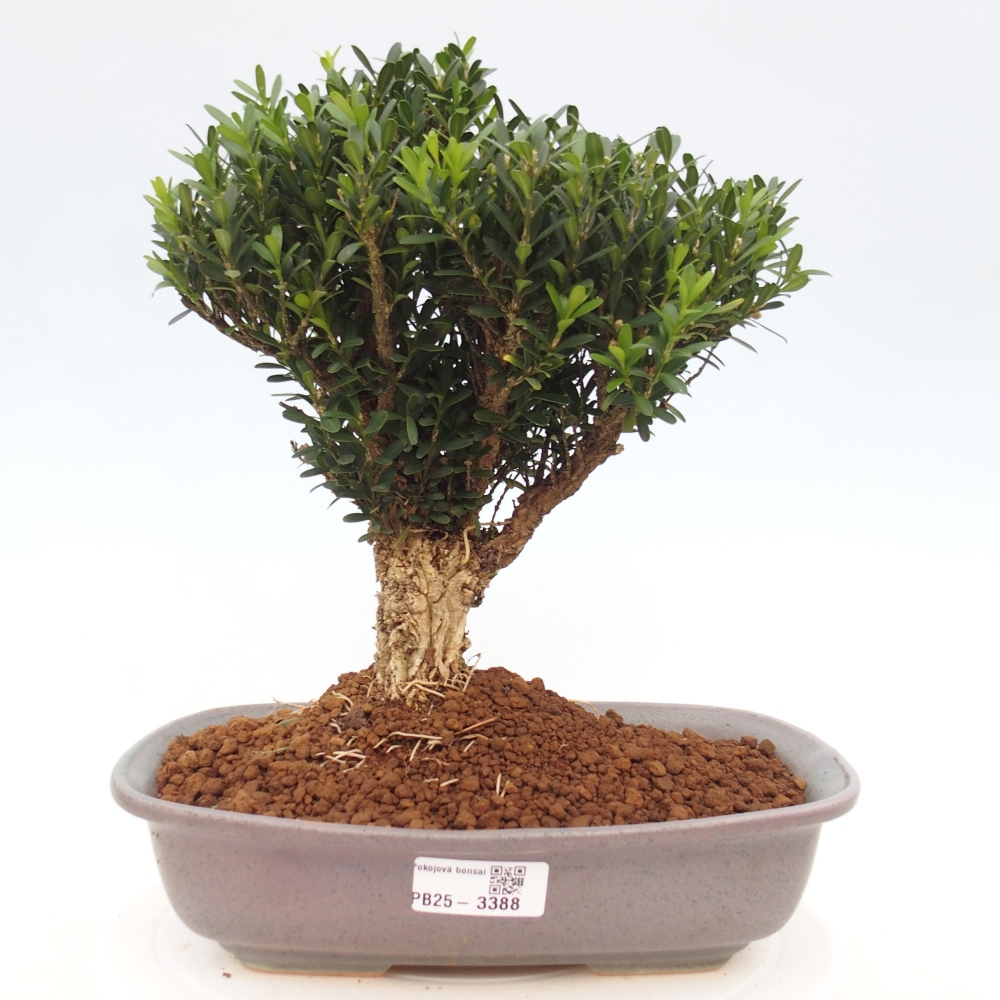 Bonsaï de chambre - Buxus harlandii - buxus liège