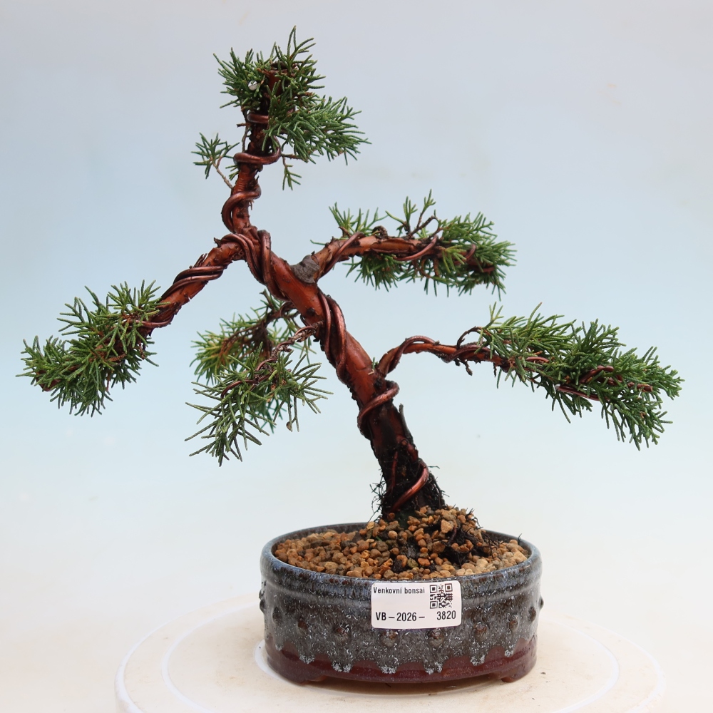 Bonsaï d'extérieur - Juniperus chinensis Kishu