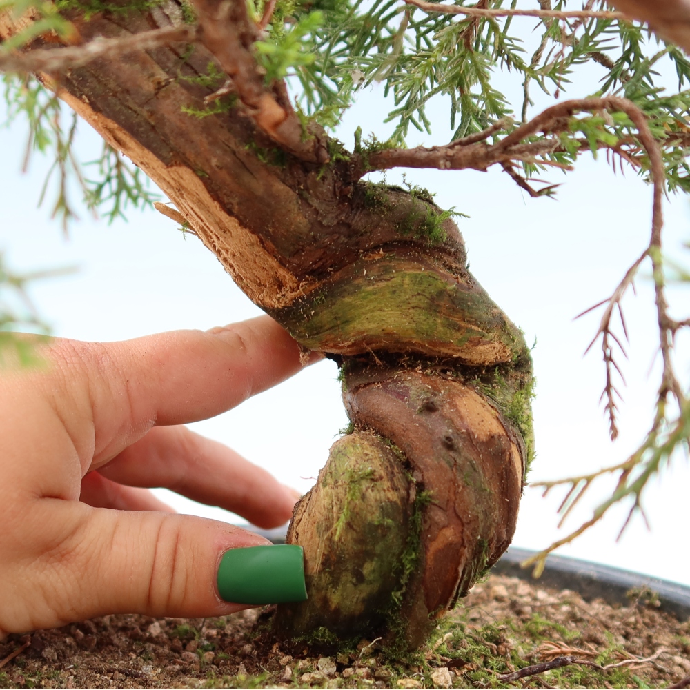 Bonsaï d'extérieur - Juniperus chinensis Itoigawa-Juniperus chinensis