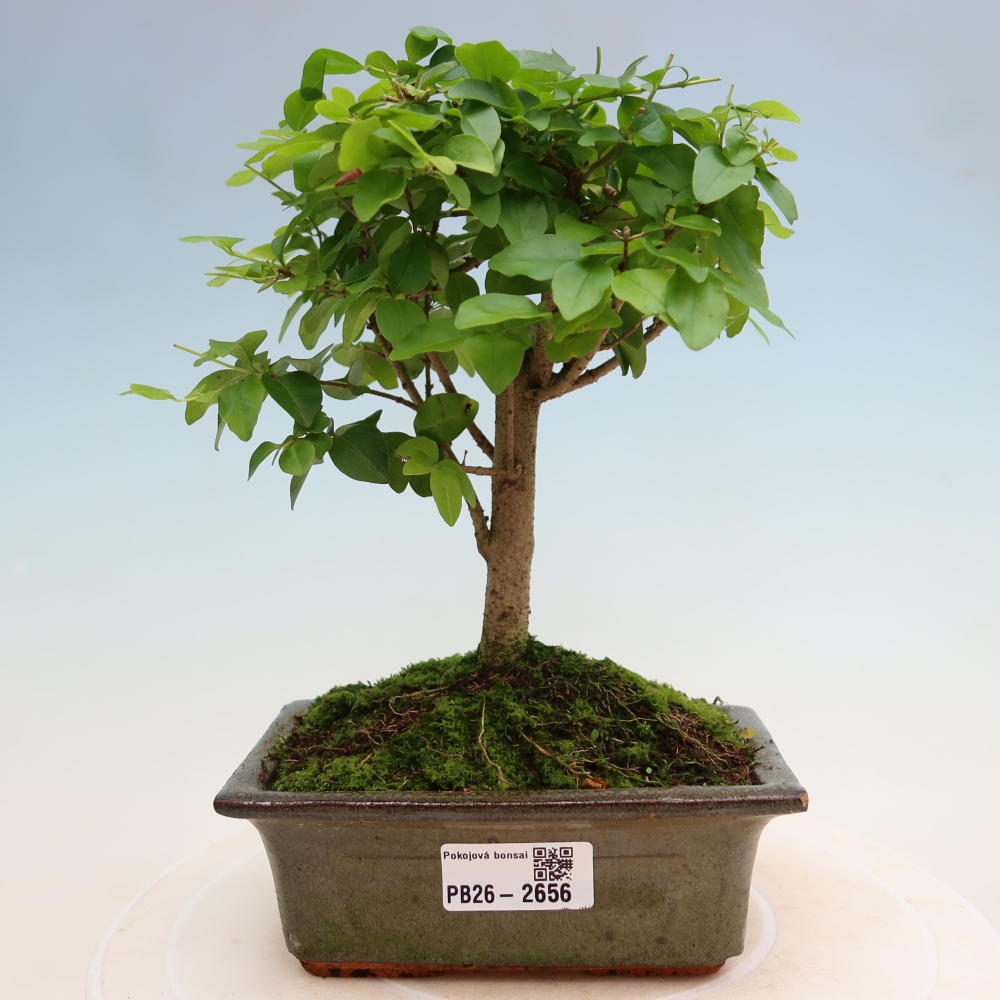 Bonsaï de chambre -Ligustrum chinensis - Bec d'oiseau