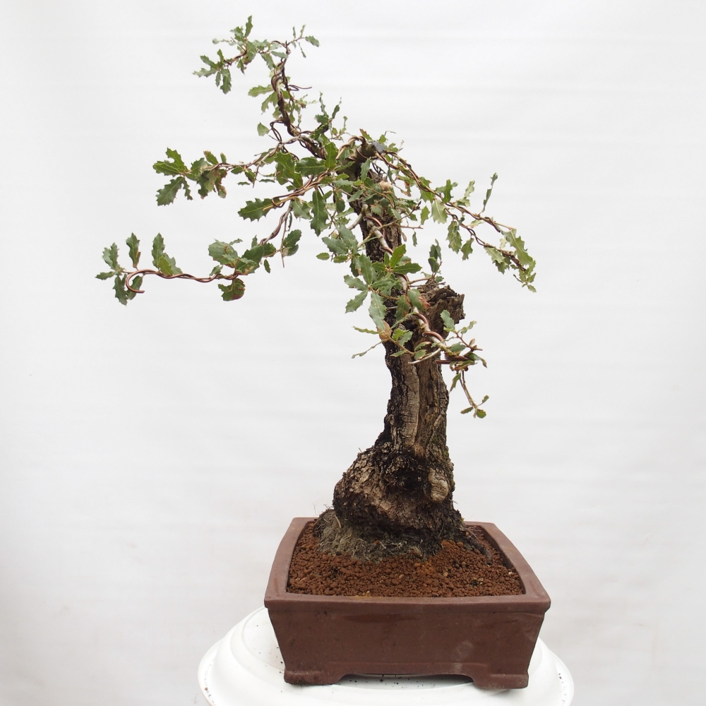 Yamadori - Quercus Ilex - Chêne vert