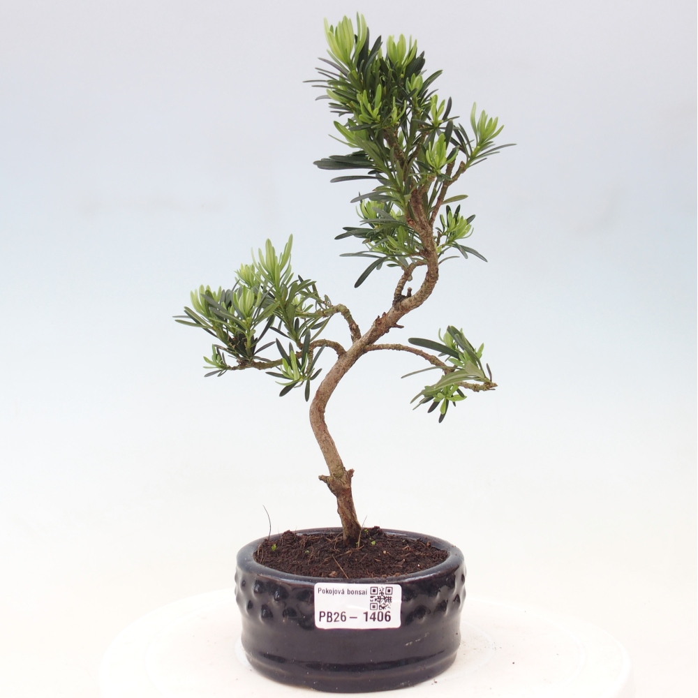 Salle bonsaï - Podocarpus - If en pierre