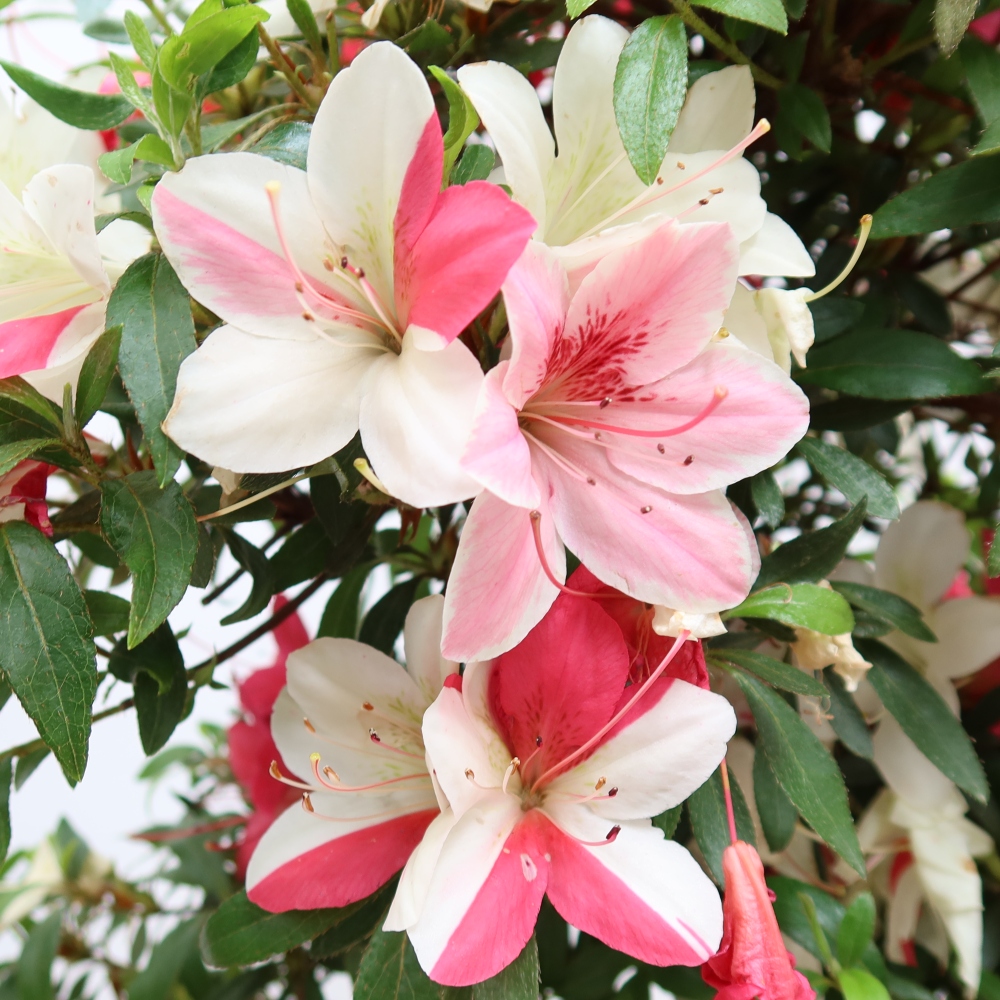 Bonsaï d'extérieur - Azalée japonaise - Azalea satsuki