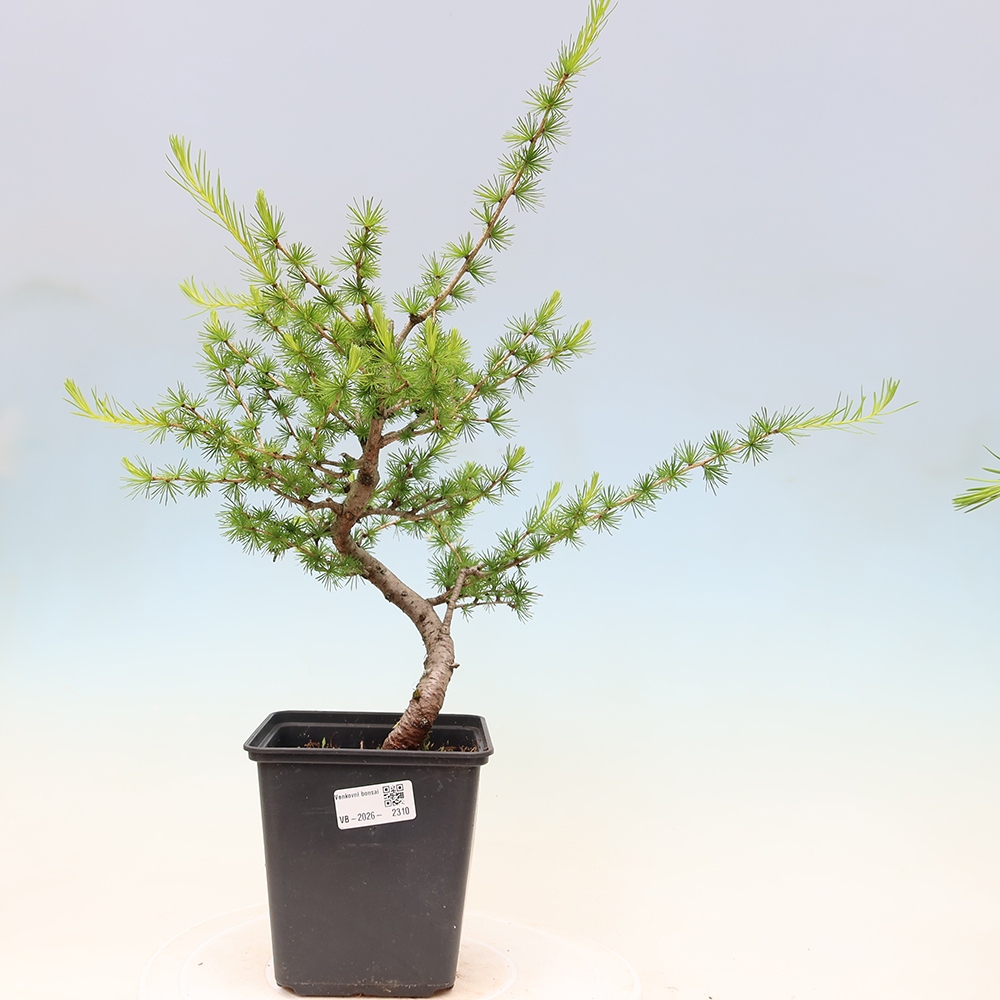 Bonsaï d'extérieur -Larix decidua - Mélèze
