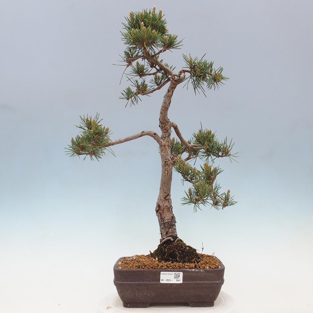 Bonsaï d'extérieur - Pinus Sylvestris Watererri - Pin sylvestre