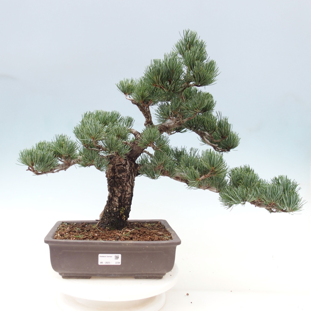 Bonsaï d'extérieur - Pinus parviflora - Pinus parviflora