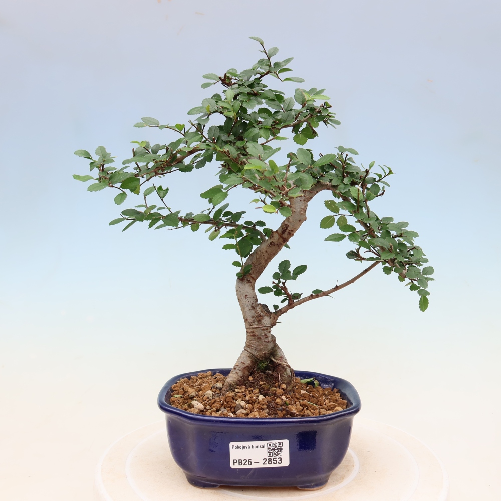 Bonsaï de chambre - Ulmus parvifolia - Orme à petites feuilles