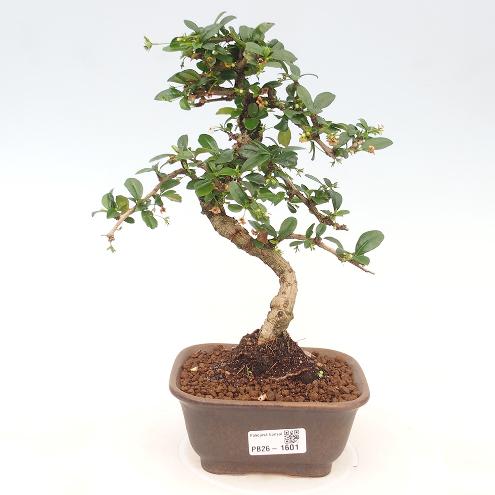 Bonsaï de chambre - Carmona macrophylla - Tea fuki