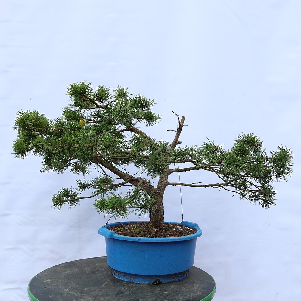 Pinus sylvestris Espagne - pin sylvestre