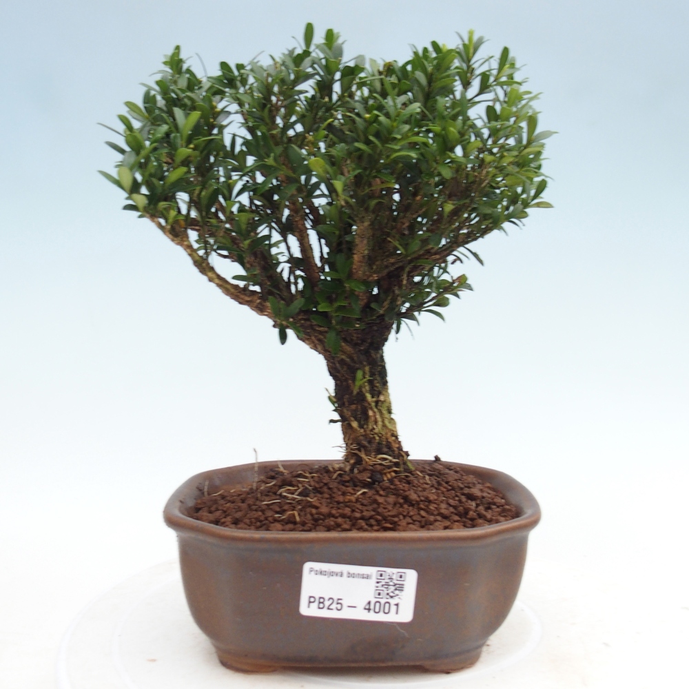 Bonsaï de chambre - Buxus harlandii - buxus liège