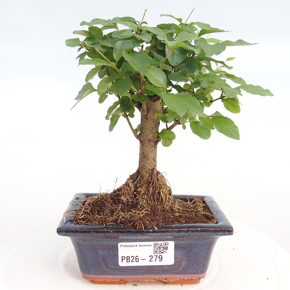 Bonsaï de chambre -Ligustrum chinensis - Bec d'oiseau