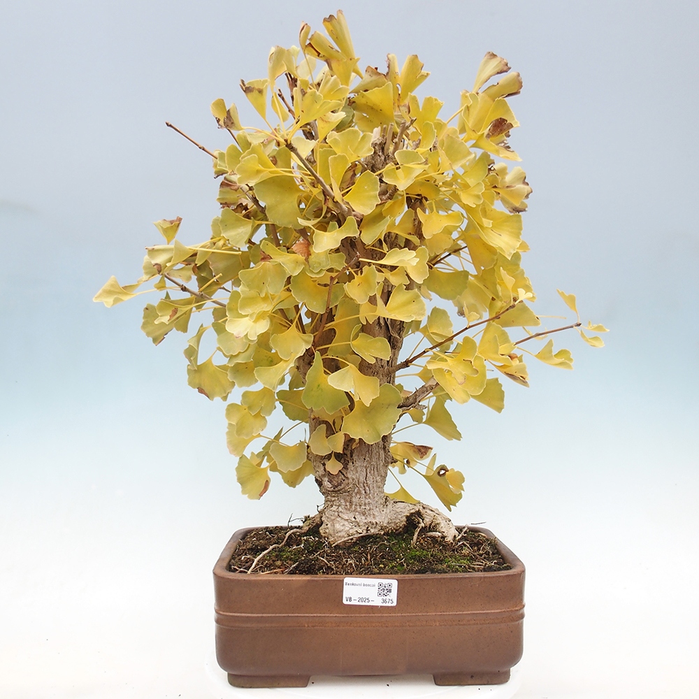 Bonsaïs d'extérieur - Ginkgo biloba - Ginkgo biloba