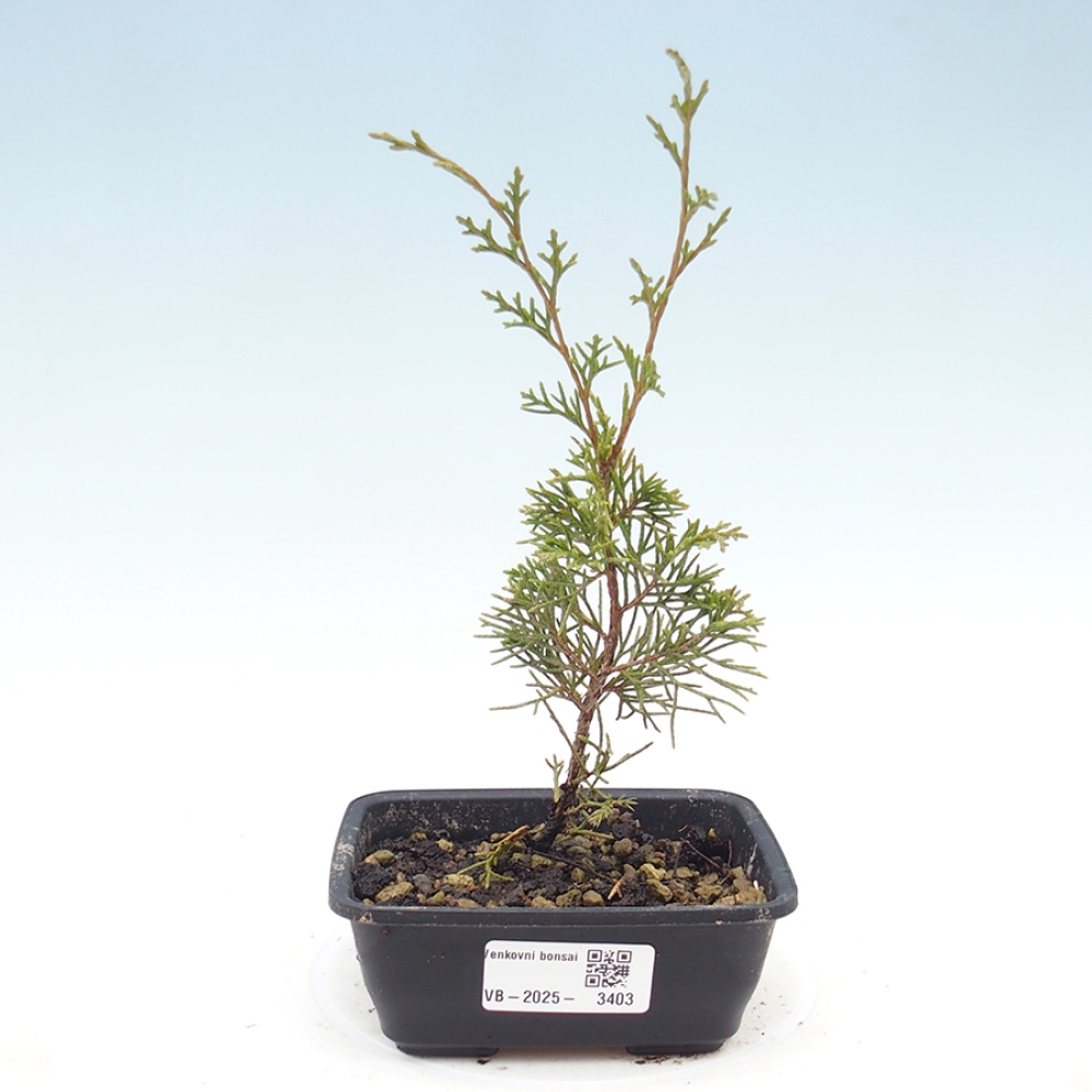 Bonsaï d'extérieur - Juniperus chinensis Itoigawa