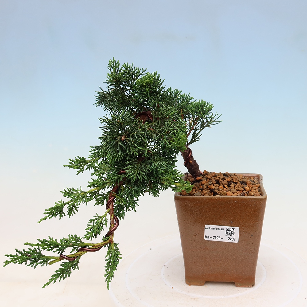 Bonsaï d'extérieur - Juniperus chinensis Kishu