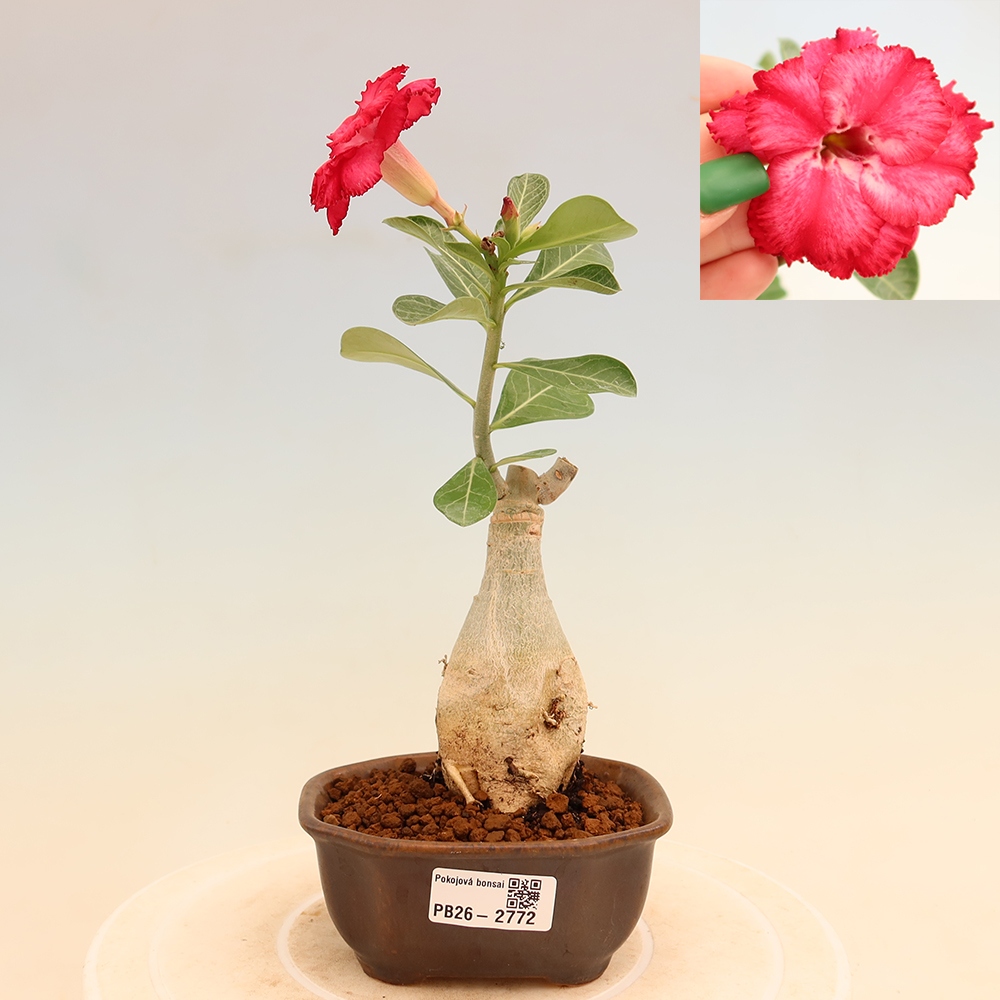 Bonsaï d'intérieur - Adenium obesum greffé V.F.S.326  - Rose du désert