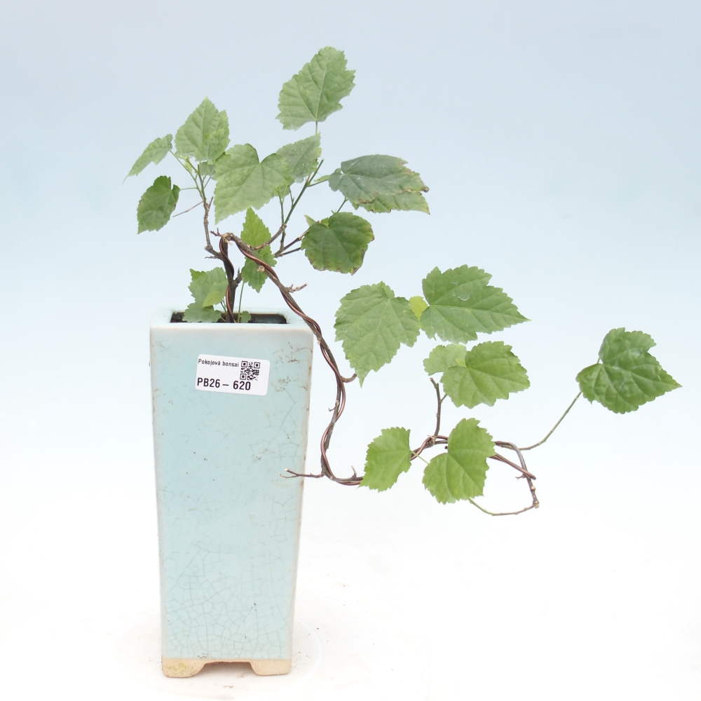 Bonsaï d'intérieur - Abutilon Big Bell - Cloudberry