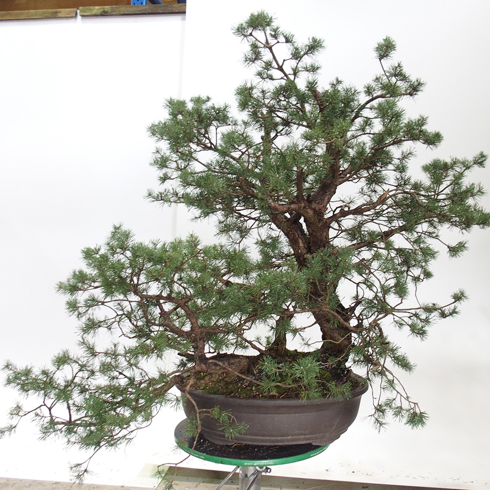 Yamadori - Pinus sylvestris Espagne