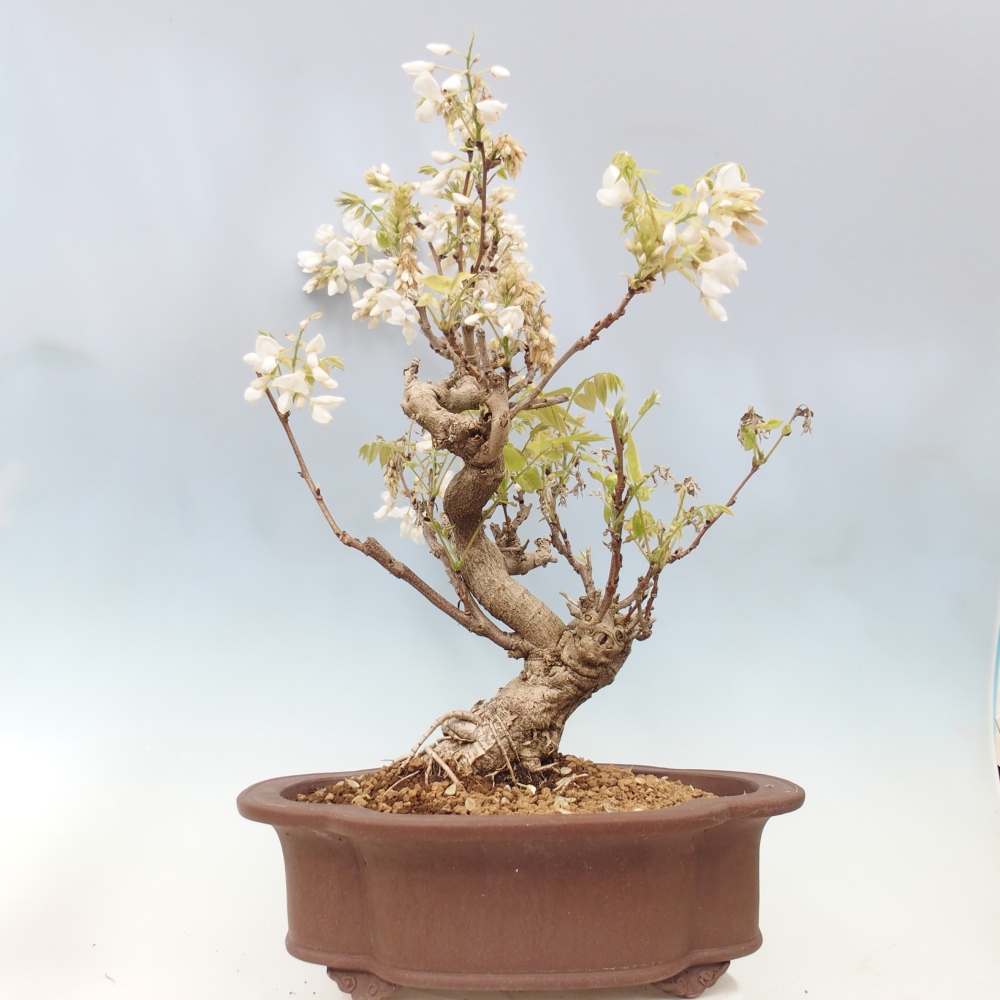 Bonsaï d'extérieur - Vistaria - Wisteria
