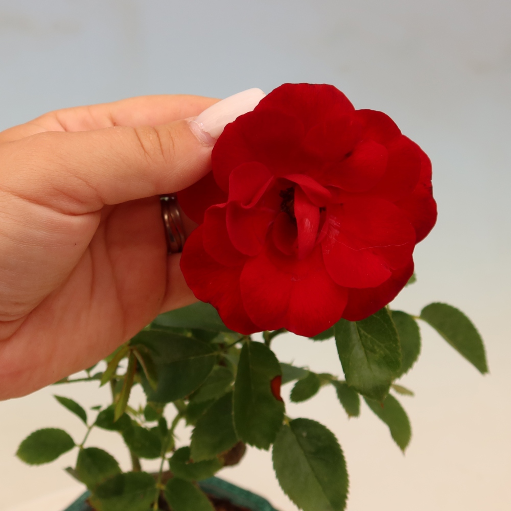 Bonsaï d'extérieur - Rosa Kordes - rose