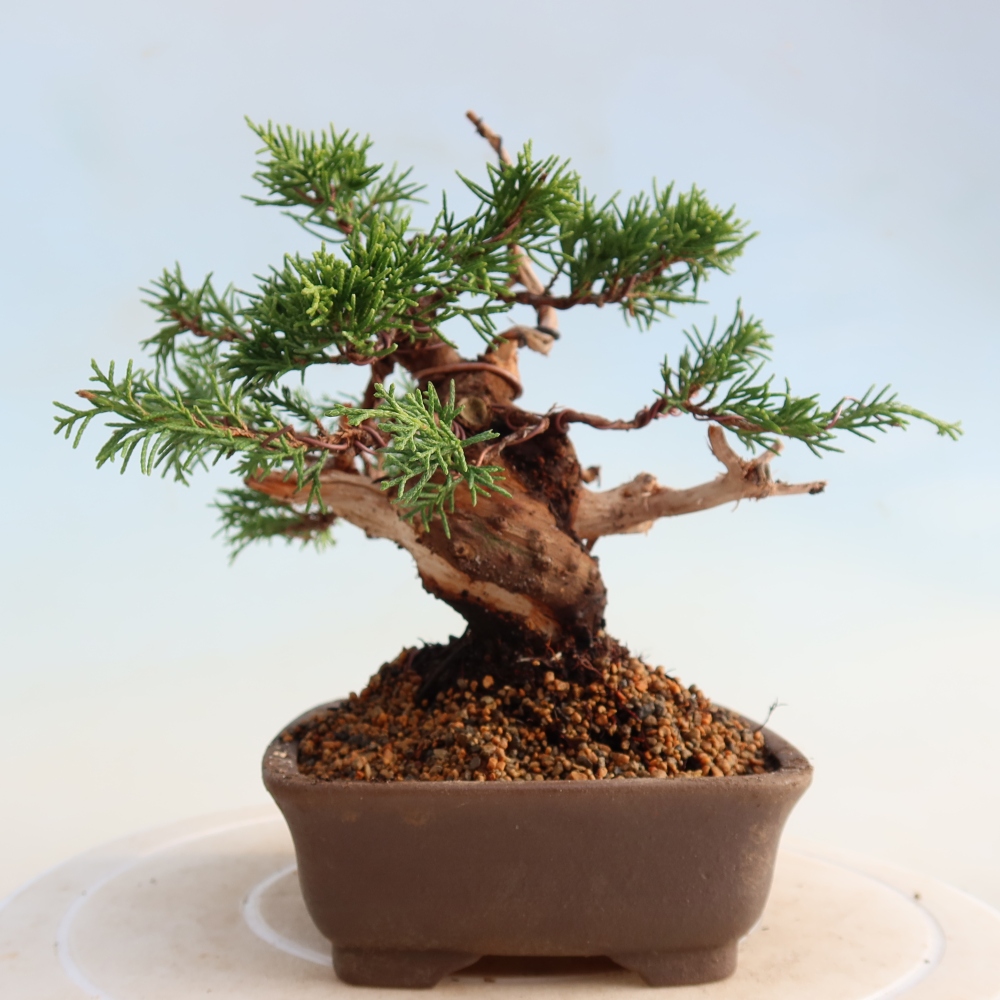Bonsaï d'extérieur - Juniperus chinensis Itoigawa