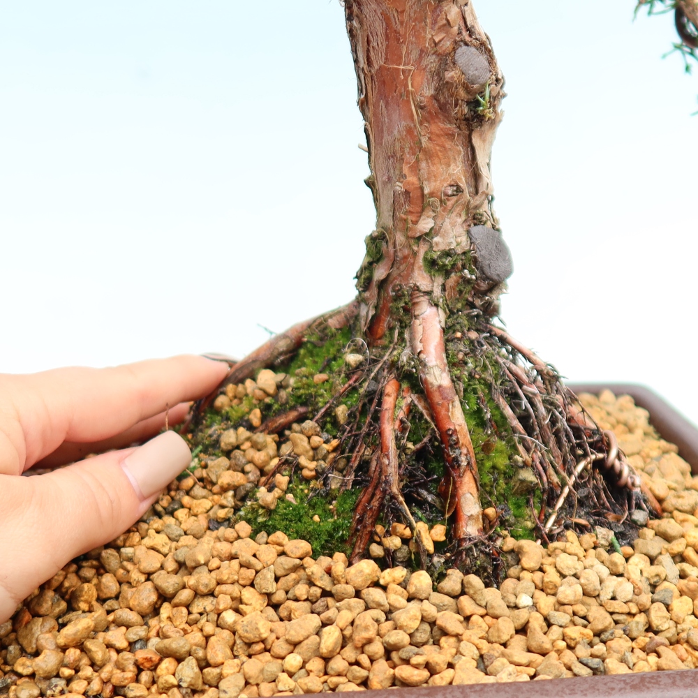 Bonsaï d'extérieur - Juniperus chinensis Kishu