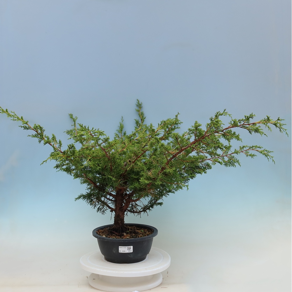 Bonsaï d'extérieur - Juniperus chinensis Itoigawa