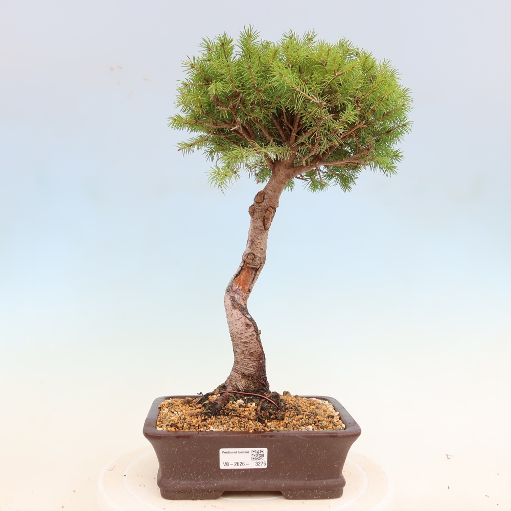 Bonsaï d'extérieur - Épicéa - Picea glauca globe
