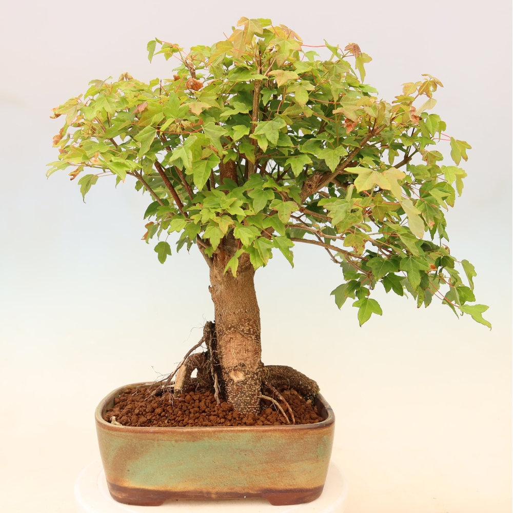 Bonsaï d'extérieur - Maple Burger - Acer Burgerianum