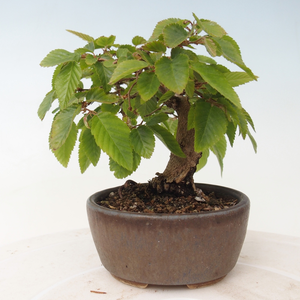 Bonsaï d'extérieur -Carpinus CARPINOIDES - Charme de Corée