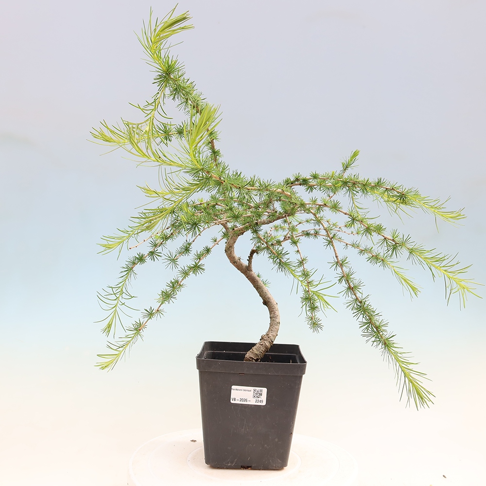 Bonsaï d'extérieur -Larix decidua - Mélèze