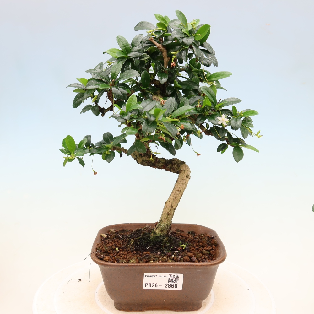 Bonsaï de chambre - Carmona macrophylla - Tea fuki