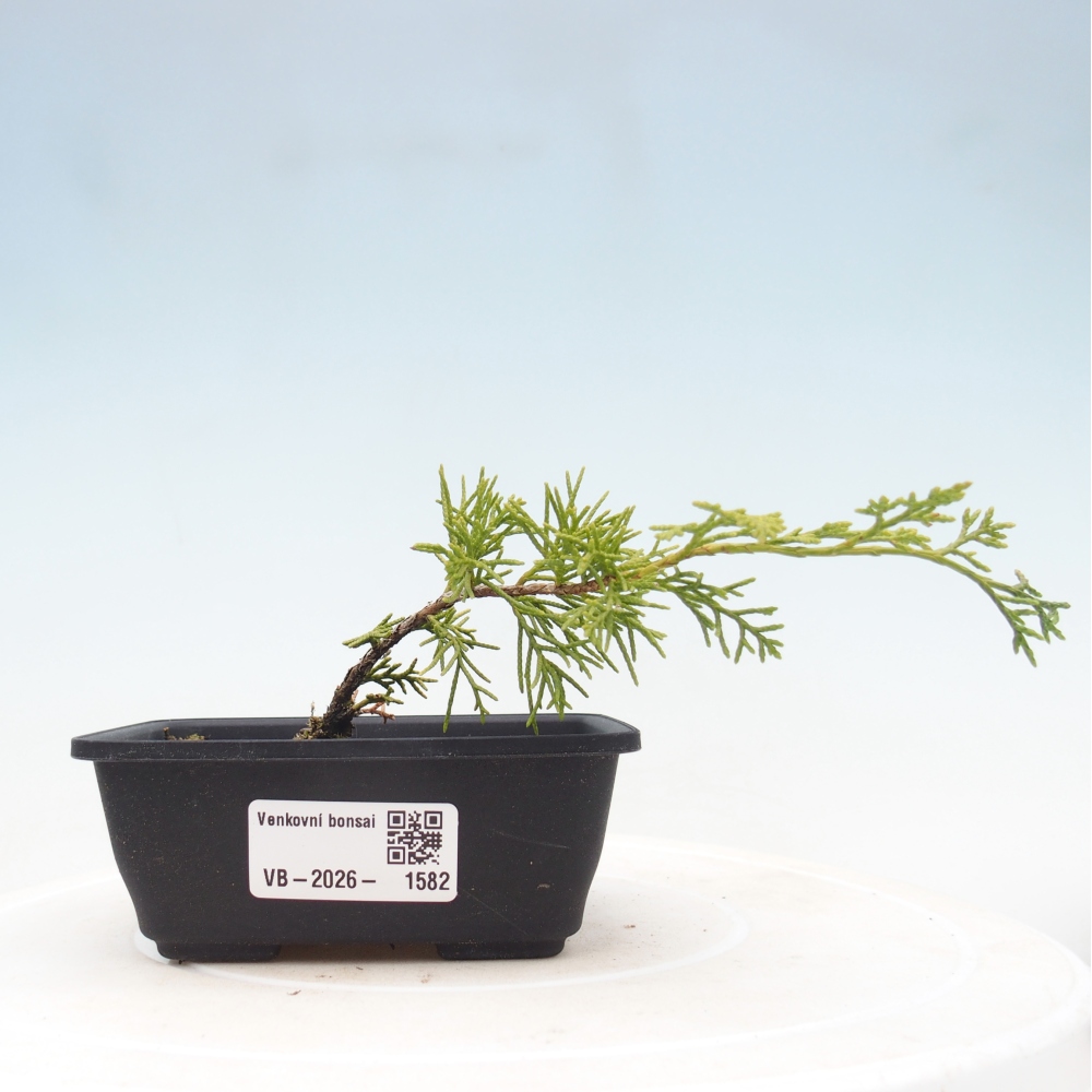 Bonsaï d'extérieur - Juniperus chinensis Itoigawa