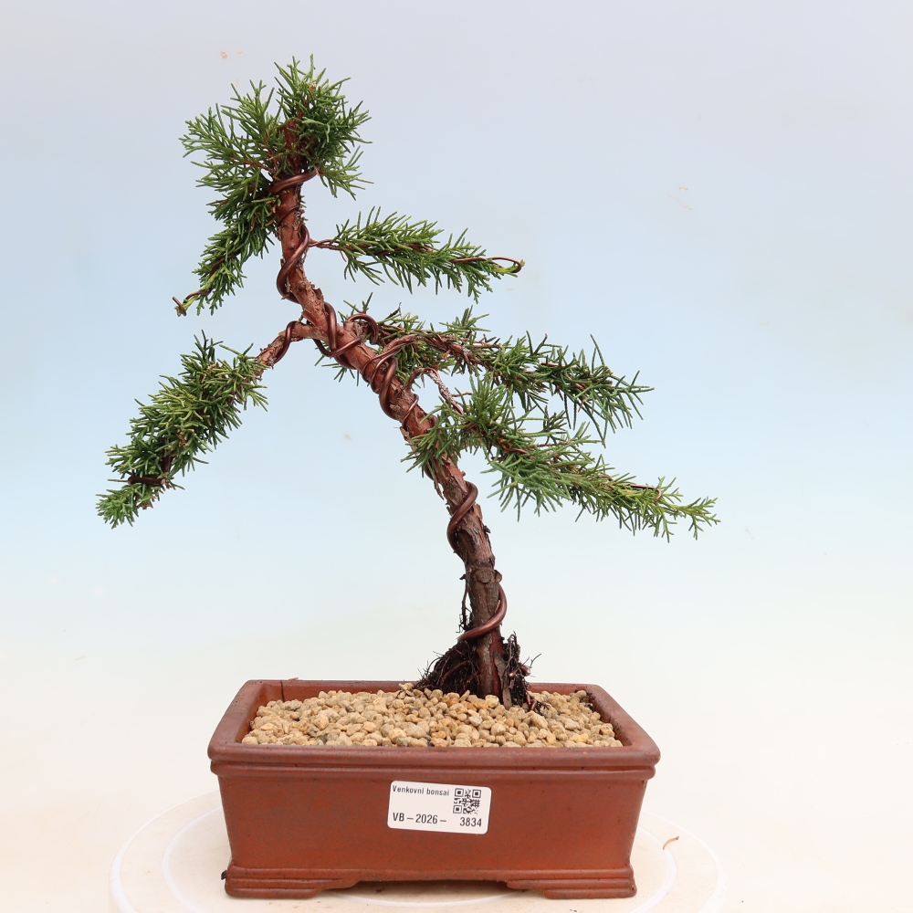 Bonsaï d'extérieur - Juniperus chinensis Kishu