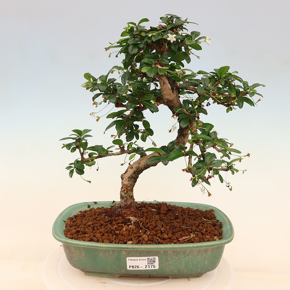 Bonsaï de chambre - Carmona macrophylla - Tea fuki