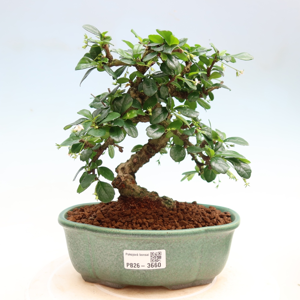 Bonsaï de chambre - Carmona macrophylla - Tea fuki