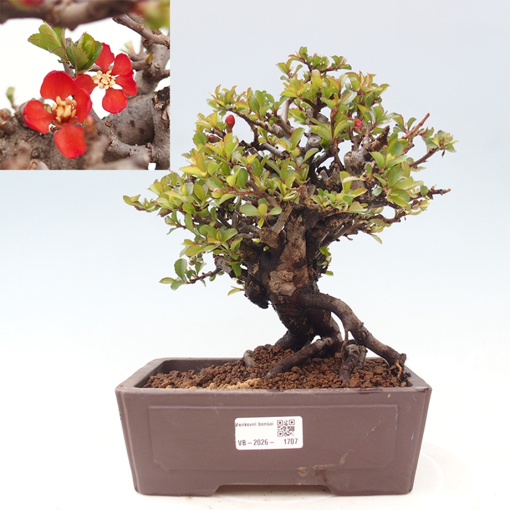 Bonsaï d'extérieur - Chaneomeles speciosa - Coing