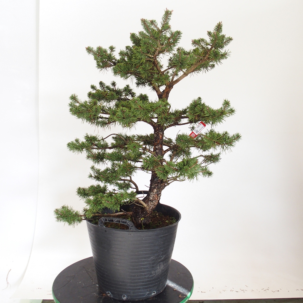 Yamadori - Pinus sylvestris Espagne