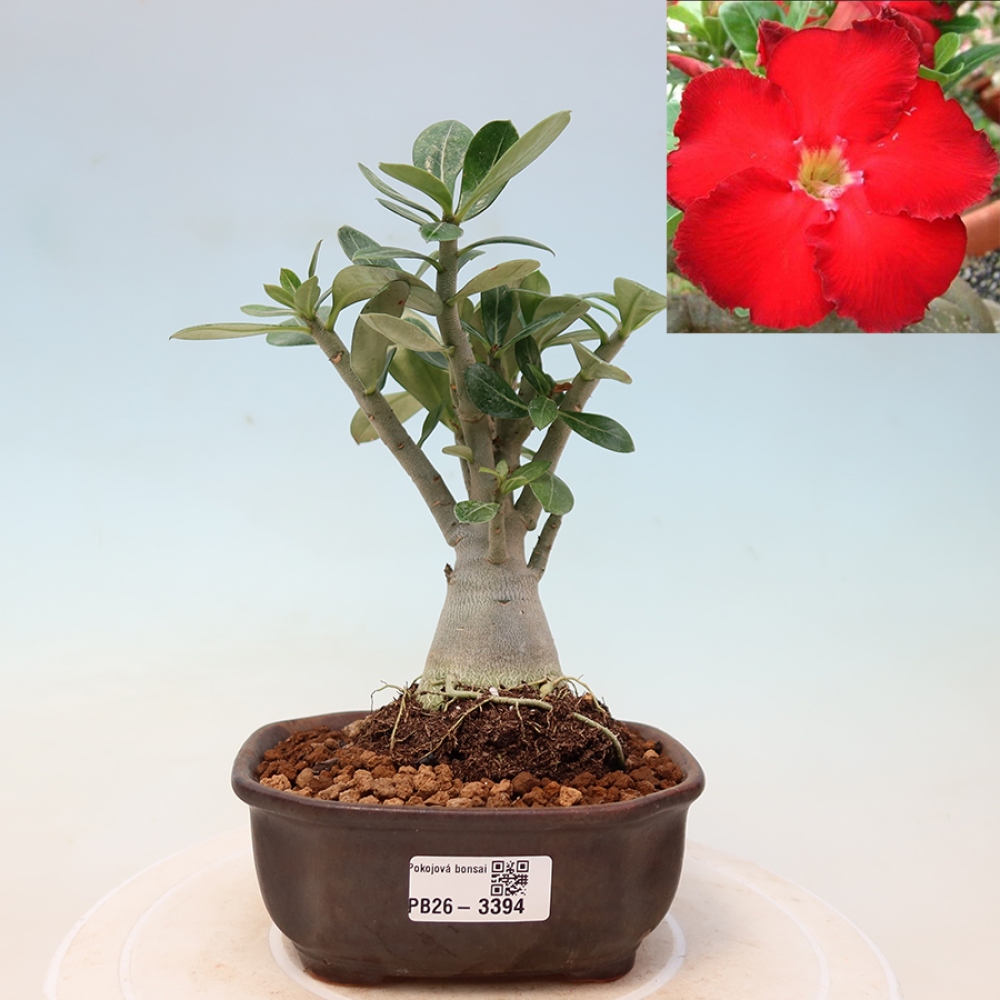 Bonsaï d'intérieur - Adenium obesum Red Star - Rose du désert