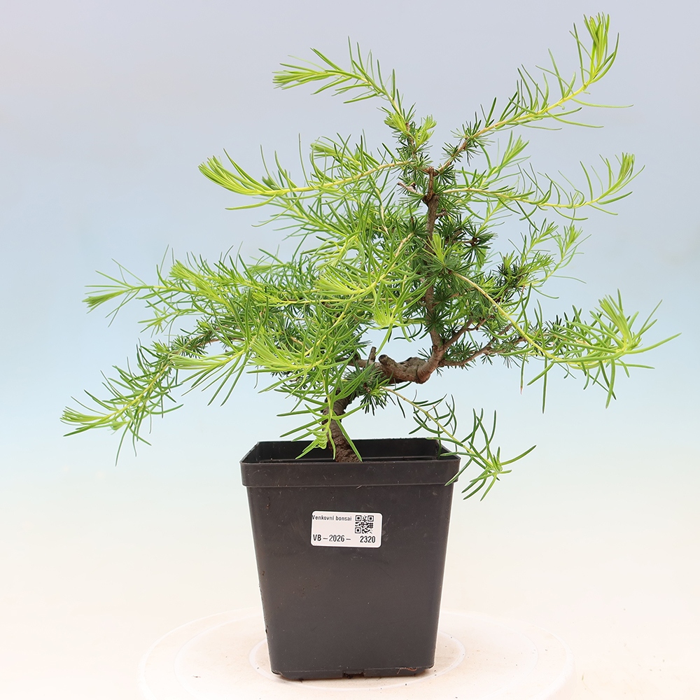 Bonsaï d'extérieur -Larix decidua - Mélèze