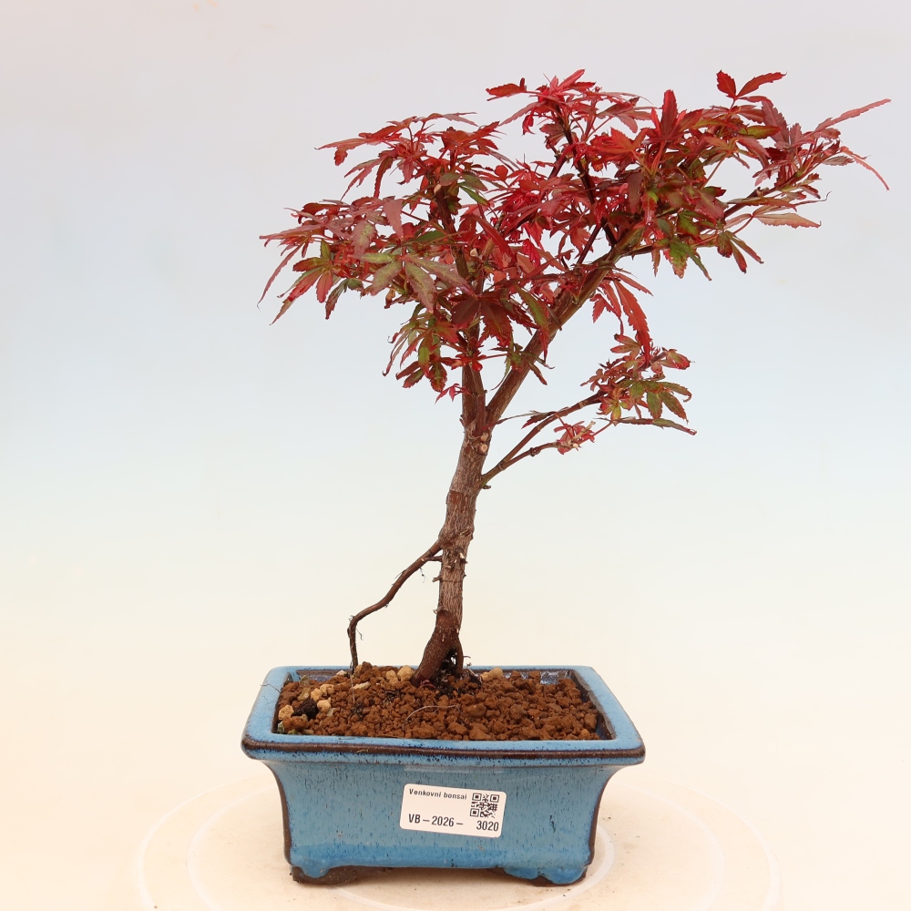 Bonsaï d'extérieur - Érable palmatum  - Acer palmatum Berry Broom 