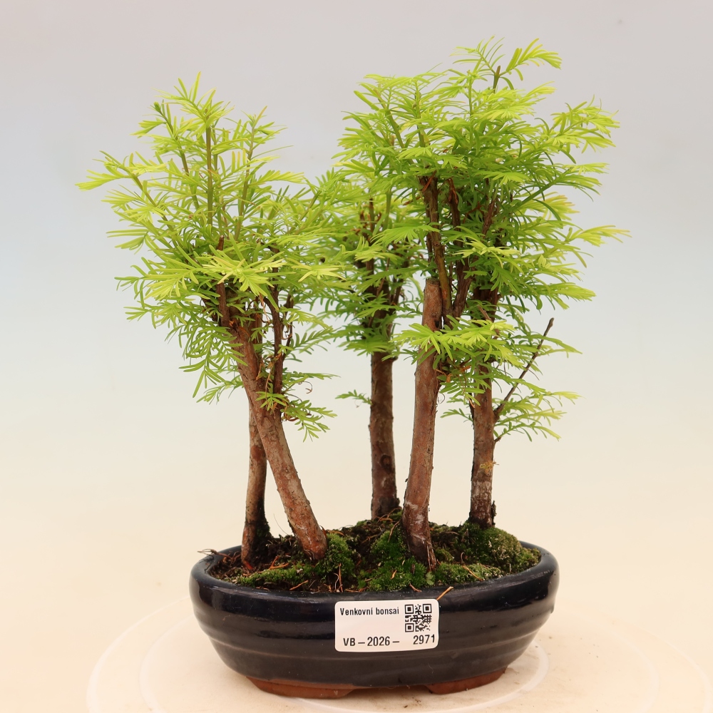 Bonsaï d'extérieur - Metasequoia glyptostroboides - Métaséquoia de Chine - petit bosquet