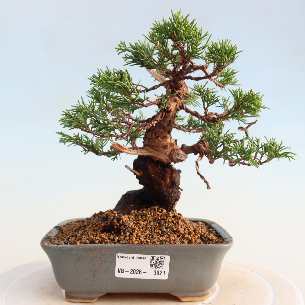 Bonsaï d'extérieur - Juniperus chinensis Itoigawa