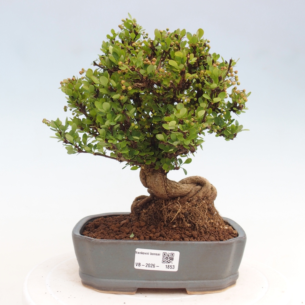 Bonsaï d'extérieur - Berberis coreana