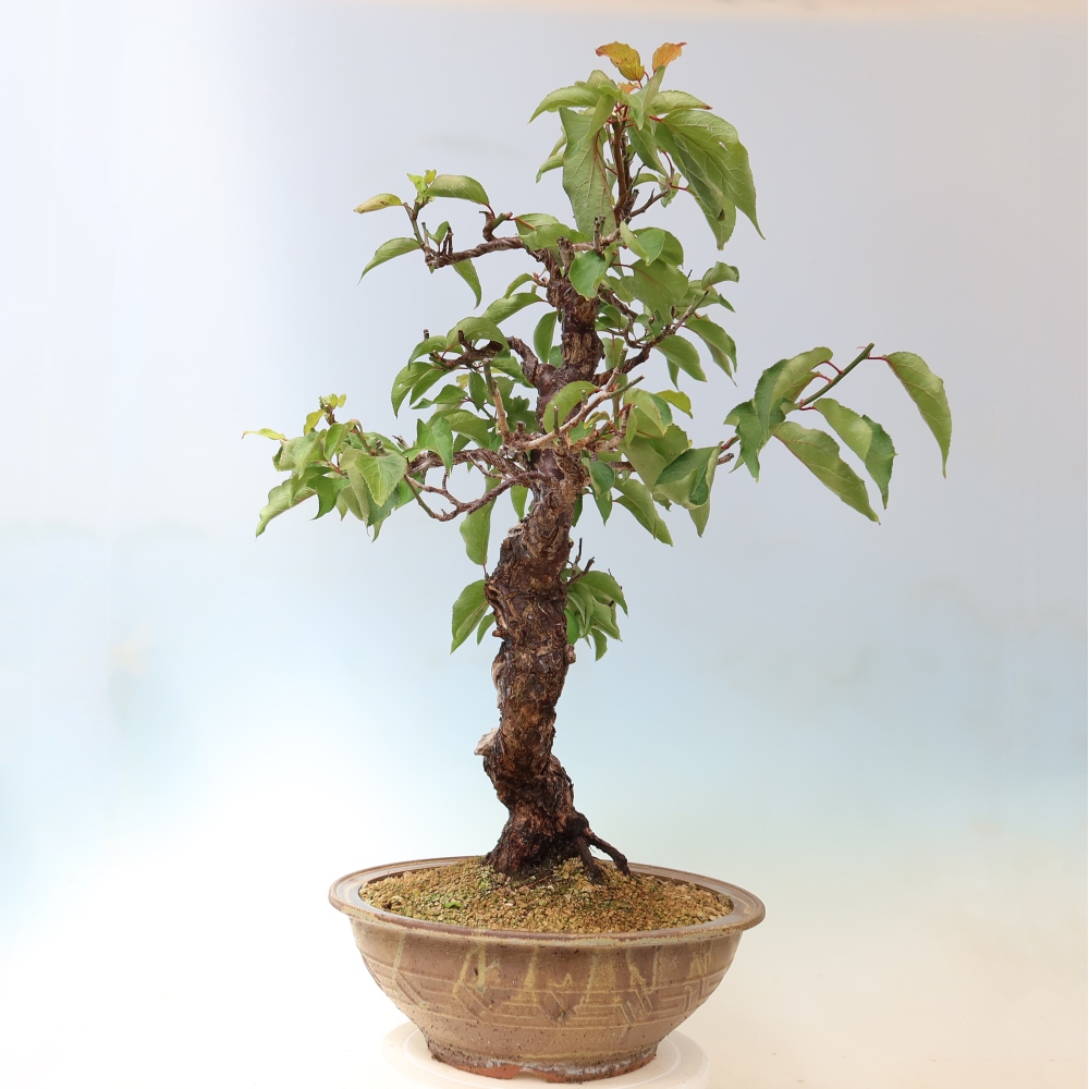 Bonsaï d'extérieur - Abricotier japonais - Prunus Mume