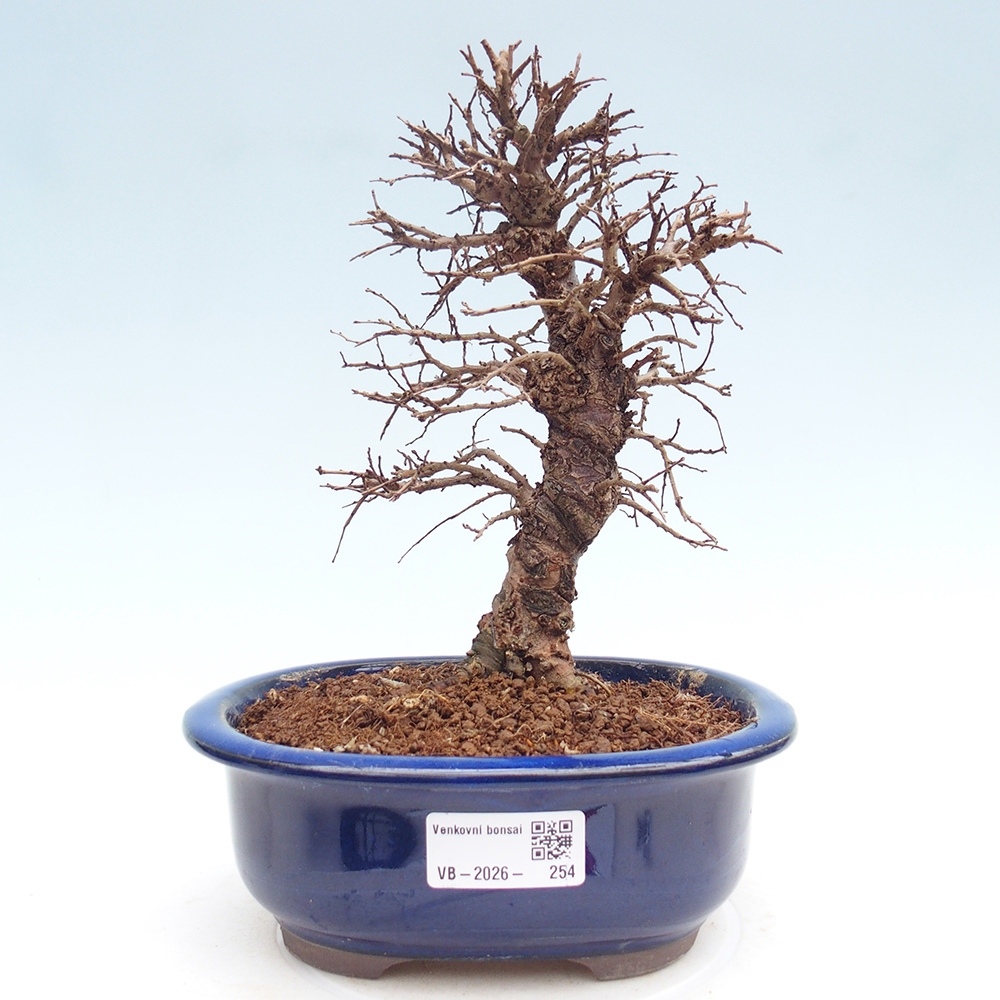 Bonsaï d'extérieur - Zelkova - Zelkova NIRE
