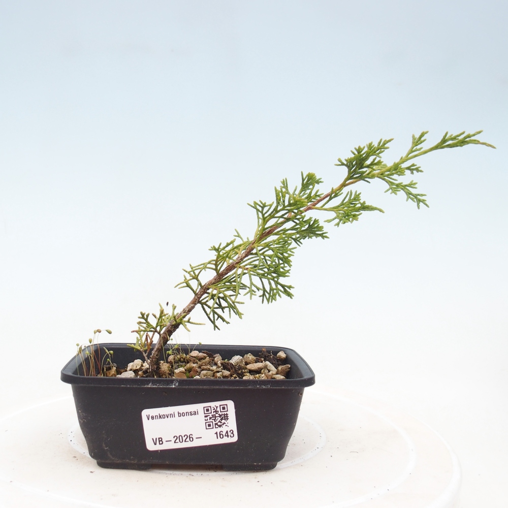 Bonsaï d'extérieur - Juniperus chinensis Itoigawa