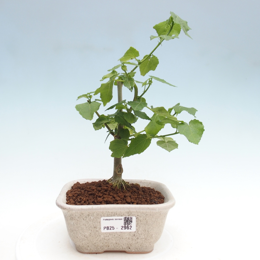 Bonsaï d'intérieur - Malvaviscus arboreus