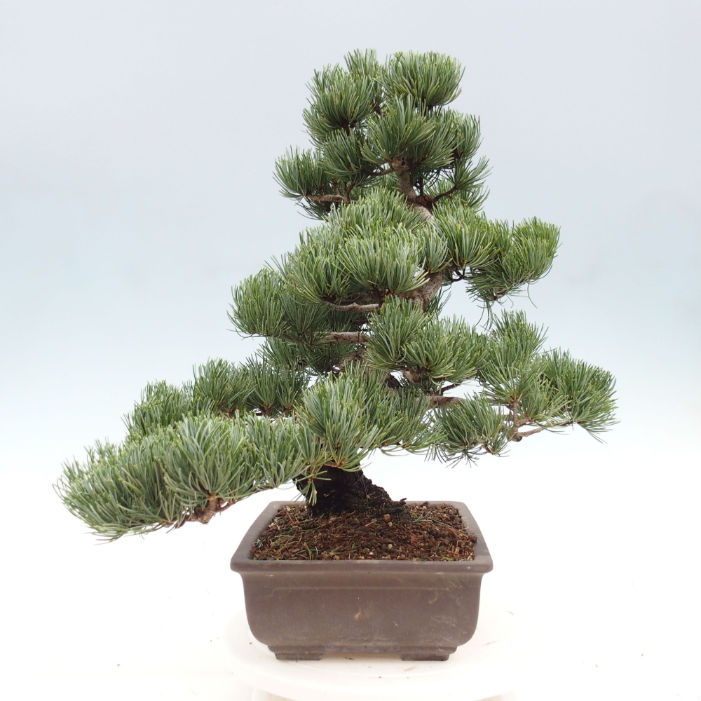Bonsaï d'extérieur - Pinus parviflora - Pinus parviflora